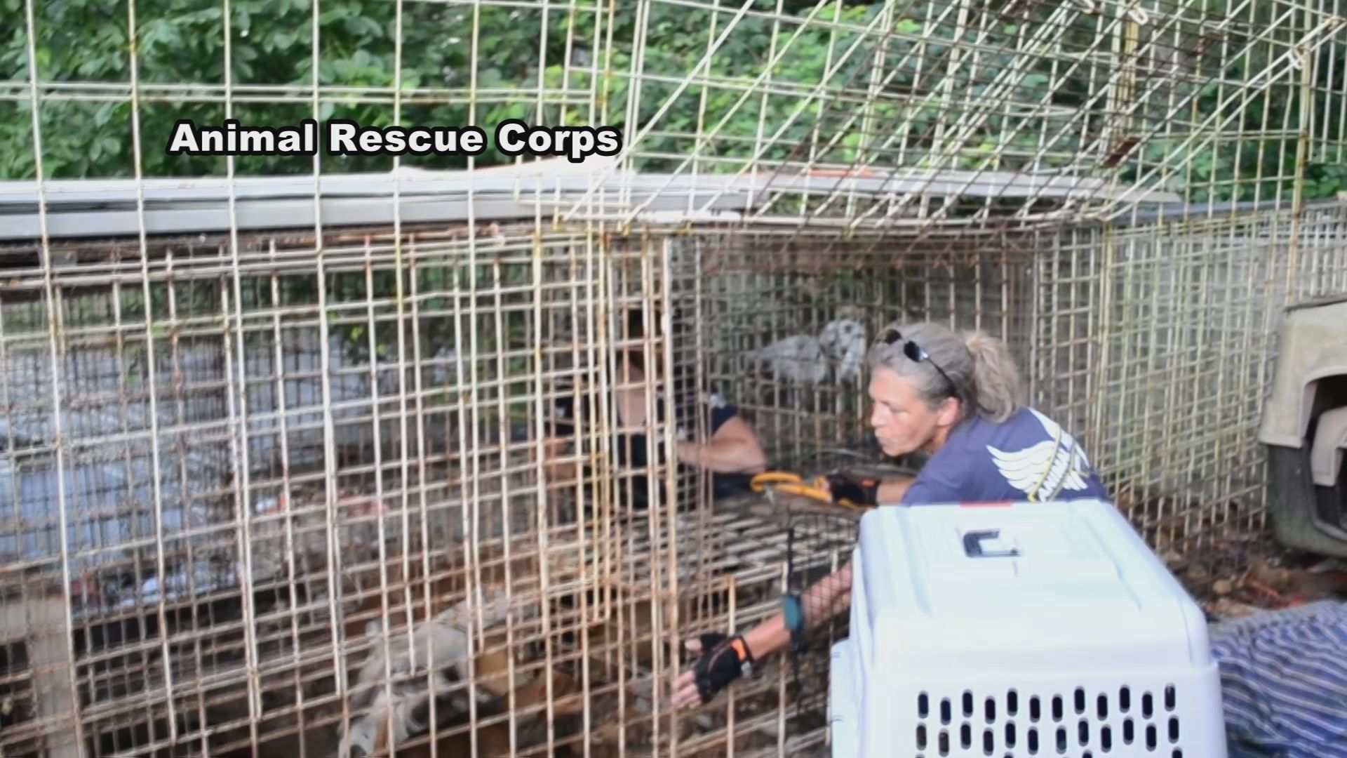 RESCUED ANIMALS 6.jpg